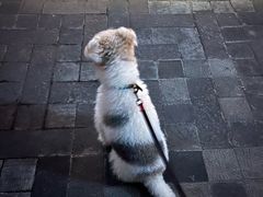 -FAELING PETS美天灵宠物(富力广场店)