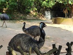 -深圳野生动物园