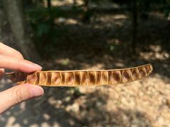 -西双版纳傣族园