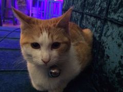 iphone_upload_pic-Sirena海妖日咖夜酒