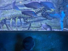 -芜湖新华联大白鲸海洋公园