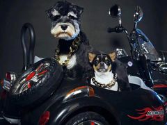 -超宠爱宠物摄影-Super pet