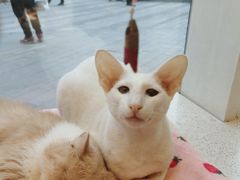 -飞行喵MR PILOT|猫舍·猫咖(静安大融城店)