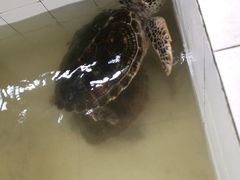 -广东惠东海龟国家级自然保护区