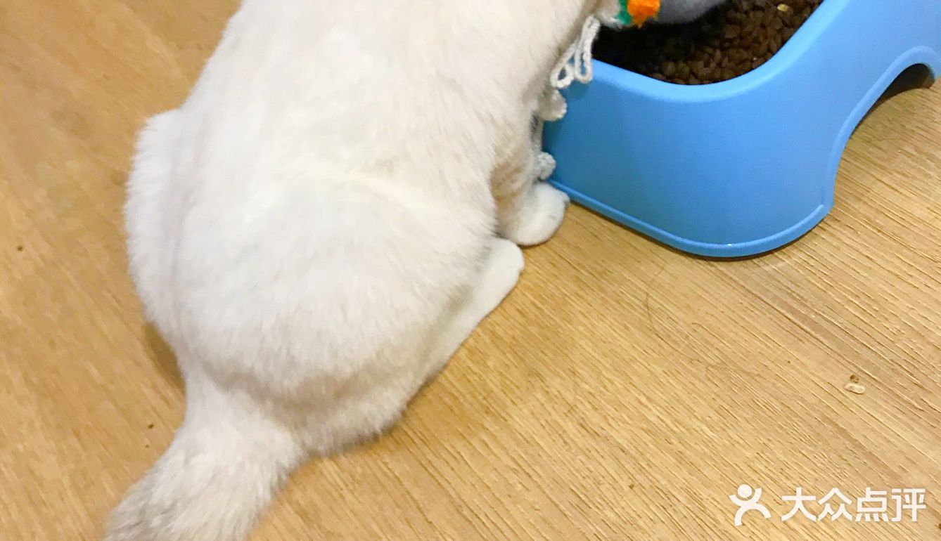 安阳探店｜安阳首家猫咖☕️二楼的猫🐱