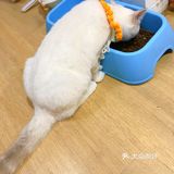 安阳探店｜安阳首家猫咖☕️二楼的猫🐱