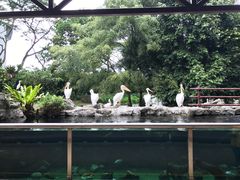 -新加坡飞禽公园
