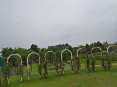 -都江堰玫瑰花溪谷