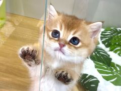 -青奢宠物·青奢猫舍