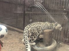 -青藏高原野生动物园