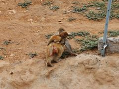 -石家庄市动物园