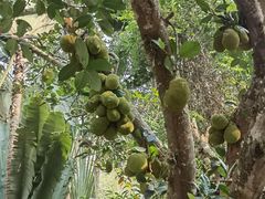 -中国科学院西双版纳热带植物园