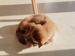 -瑞派宠物医院·中兽医专科(中央商城分院)