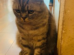 -猫友咖啡店(玉林西路店)