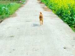 -小鱼草莓采摘园农家乐·小鱼餐厅