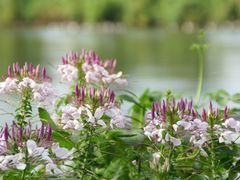 -白渔泡湿地公园