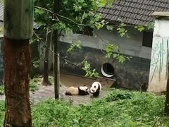 -中国大熊猫保护研究中心雅安碧峰峡基地