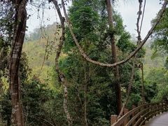 -西双版纳原始森林公园