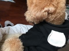 -PETKIT 小佩宠物·低压洗护·美容·寄养(安远店)