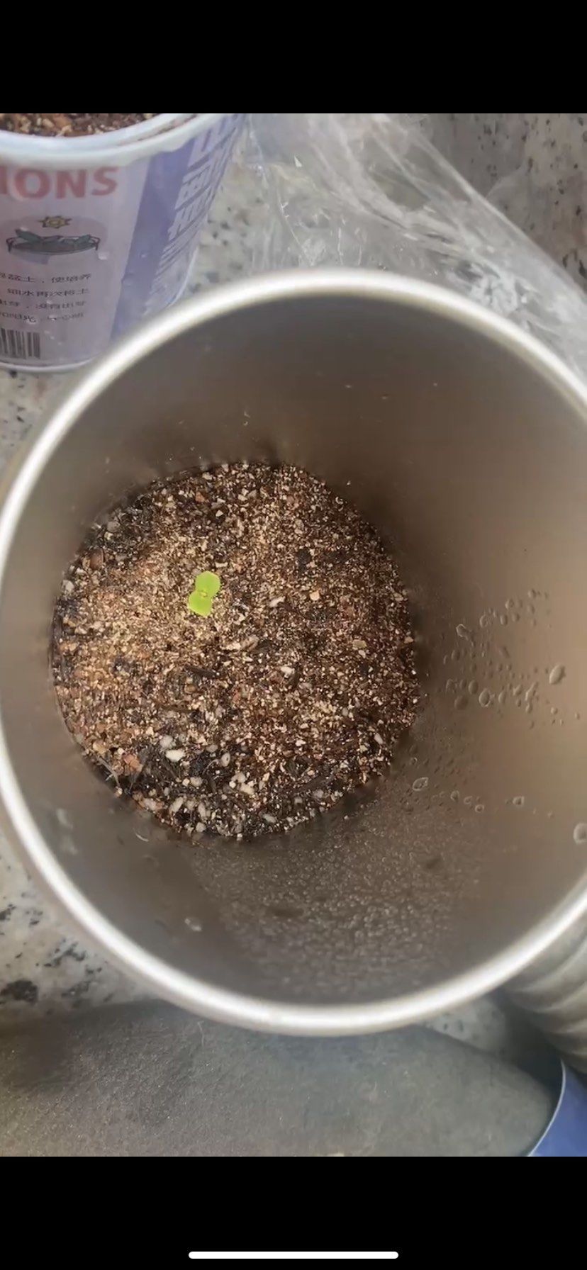 第三天含羞草发芽啦