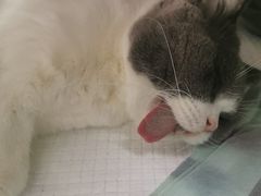 -爱侣·安琦尔宠物医院·中兽医针灸·心内科·狂犬免疫点(宝山区院)