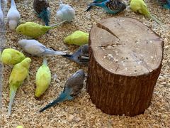 -怪兽屋·羊驼·猫咖·狗咖(俊华广场店)