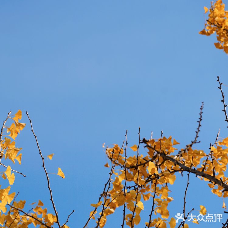 抓住秋天的小尾巴🍂银杏的黄也太温柔辣！