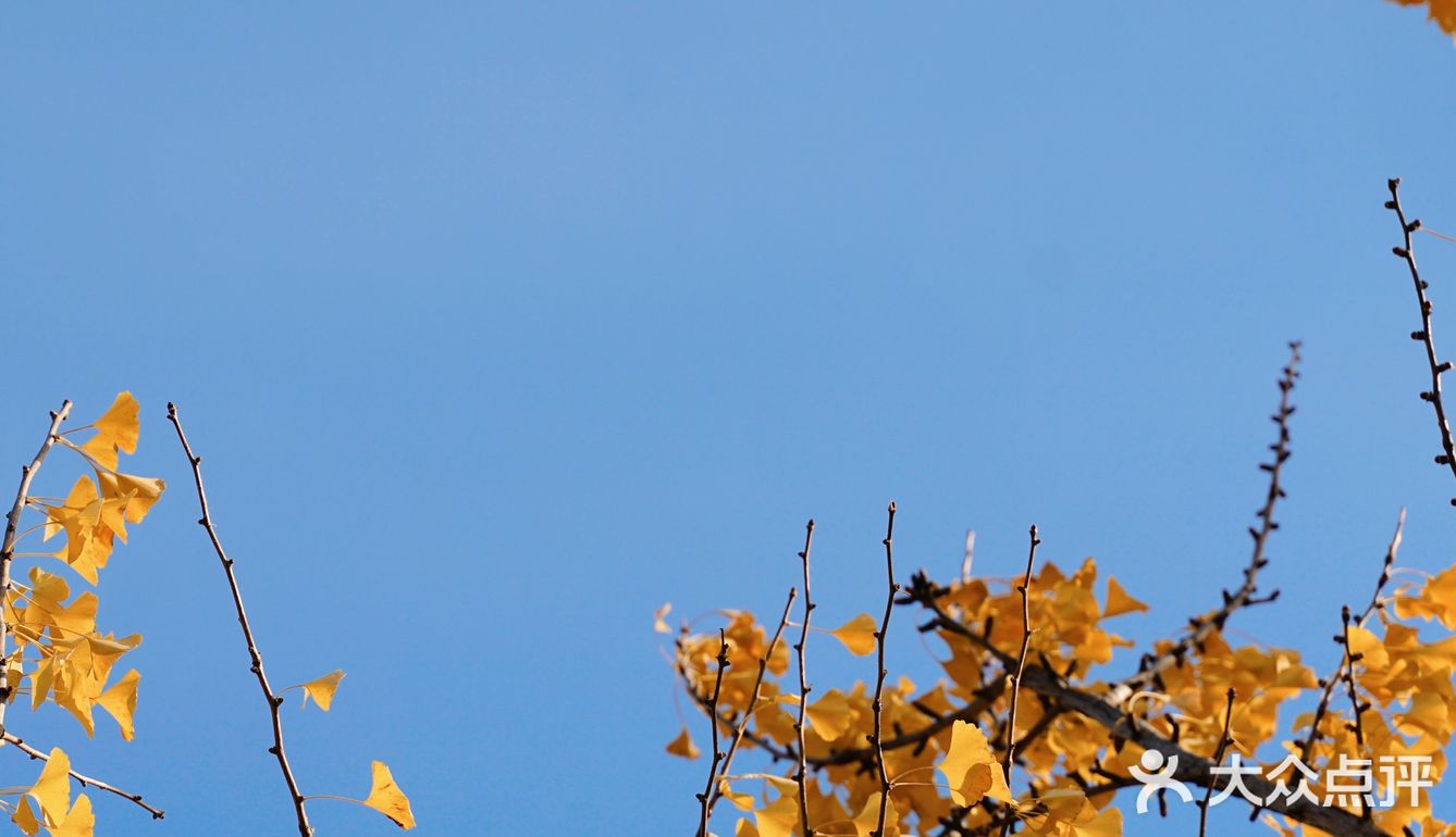 抓住秋天的小尾巴🍂银杏的黄也太温柔辣！
