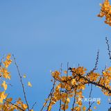 抓住秋天的小尾巴🍂银杏的黄也太温柔辣！