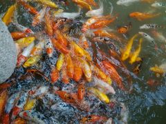 android_upload_pic-檀园
