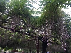 -嘉定紫藤园