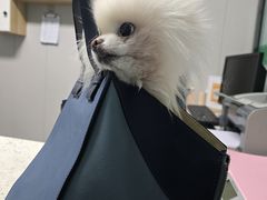 -半岛宠物医院24小时(科华中路店)