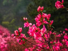 -木兰云雾山