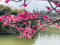 -上海海湾国家森林公园