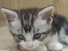 -屋虎猫馆(宝安大仟里店)