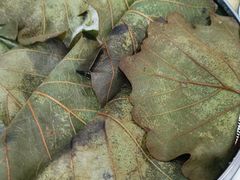 饽椤叶饼-龙香居海鲜浑锅家常菜·特色驴肉