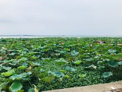 -七的湖·晚芳亭·阳澄湖农家菜·大闸蟹(莲花岛店)