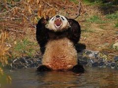 -PAWTOY爪e玩偶店(天兴罗斯福店)