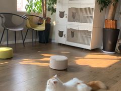 -东方名猫馆·英短金渐层布偶猫舍(环线广场1号楼店)