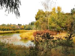 -大兴滨河森林公园