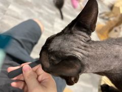 -楼上猫咖(罗湖店)