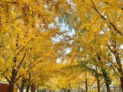 -三里屯东五街银杏大道