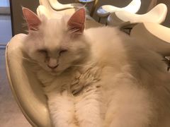 -飞行喵MR PILOT|猫舍·猫咖(静安大融城店)