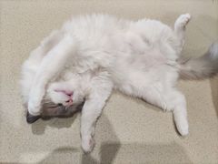 -藏猫猫咖啡主题馆(中央大道店)