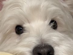 -严国平动物医院(德政总院)