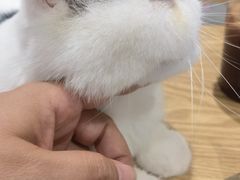 -藏猫猫咖啡主题馆(中央大道店)