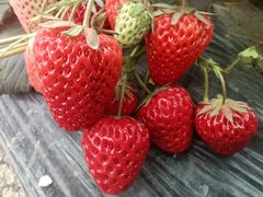 -胜丰草莓采摘园