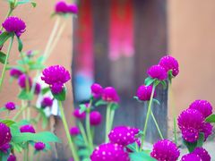-杨家堂村
