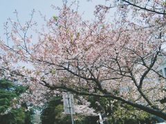 -武汉大学-樱园