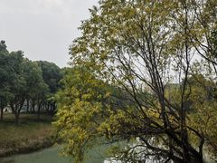 -贡湖湾湿地公园